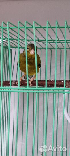 Кенор отлично поёт