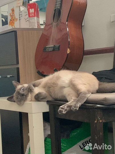 Передержка собак и кошек на дому и с выездом