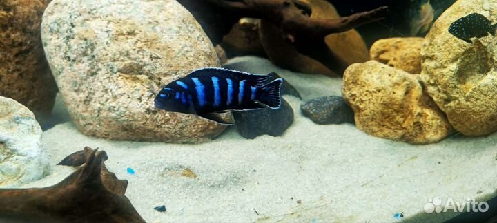 Малавийские Цихлиды демасони