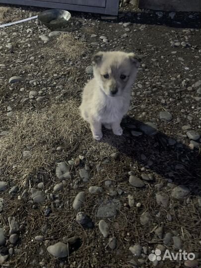 Щенята Лайки