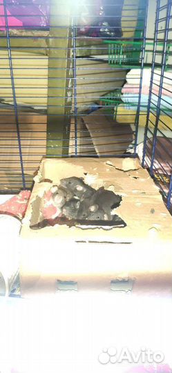 Крысята дамбо