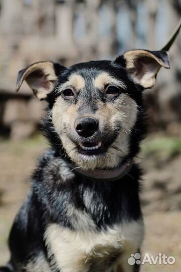 Малышка Ками в семью