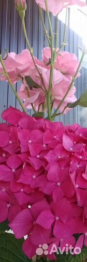 Гортензия крупнолистная