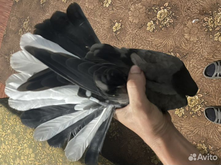 Николаевские голуби