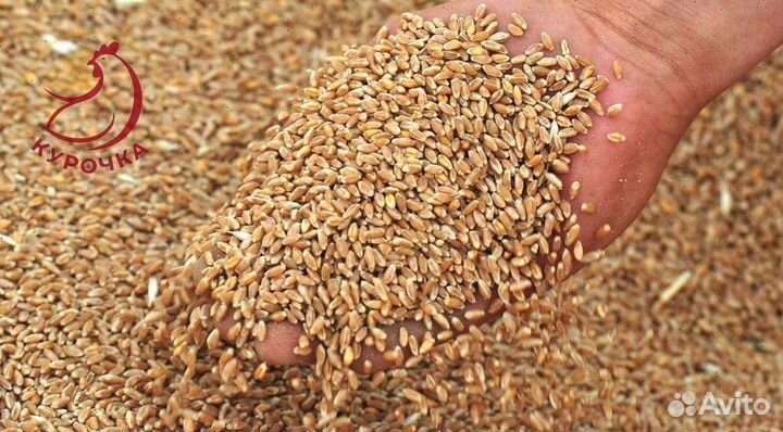 Зерно, овес, ячмень, пшеница