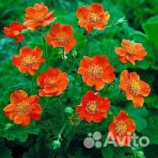 Многолетние садовые цветы