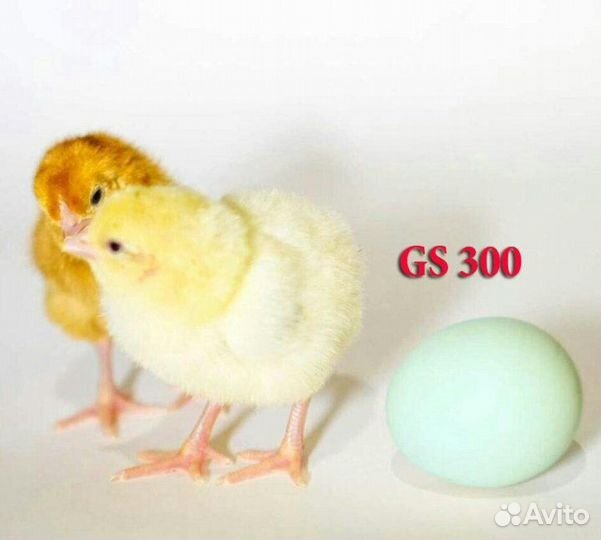 Несушка Доминант GS-300 гриншелл с голубым яйцом