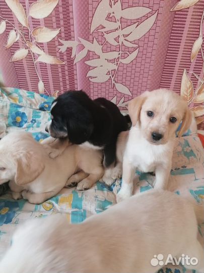 Щенки небольших пород