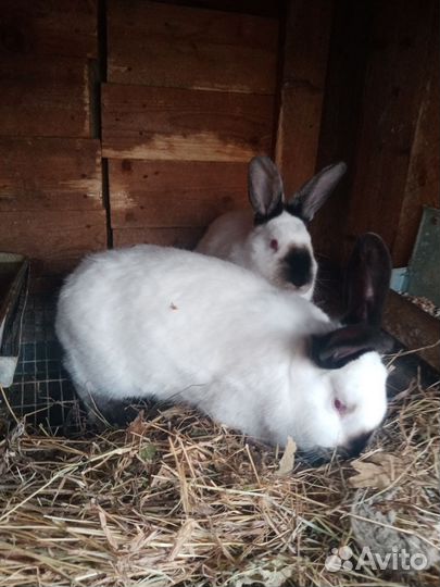 Кролики калифорнийские