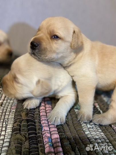 Щенки лабрадора
