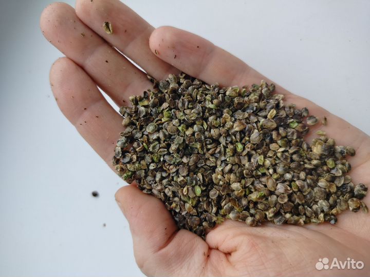 Конопляный жмых