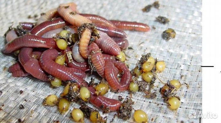 Рабочие маточники Дендробена Венета