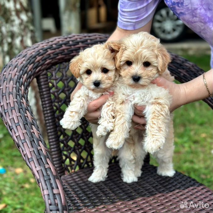 Micro, Mini Maltipoo тикап Крем Ф-1