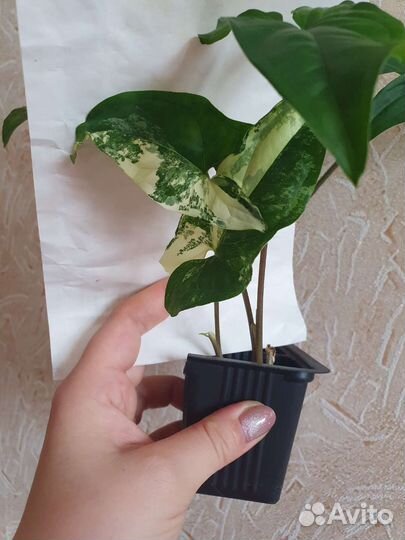 Синг. Imperial white, диффенб. рефлектор, каладиум