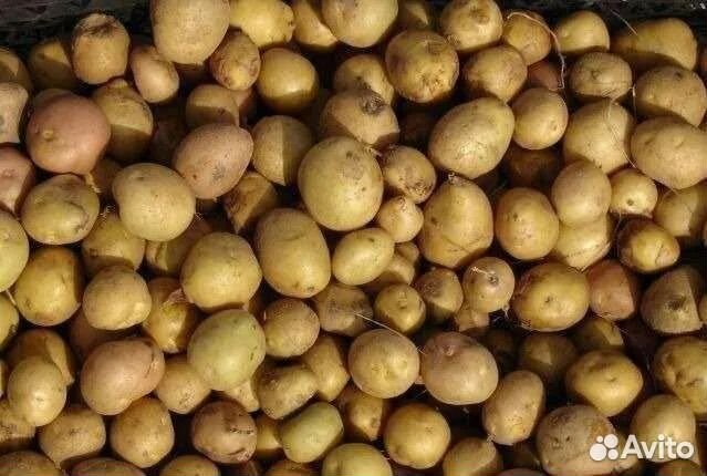 Картофель на корм скоту