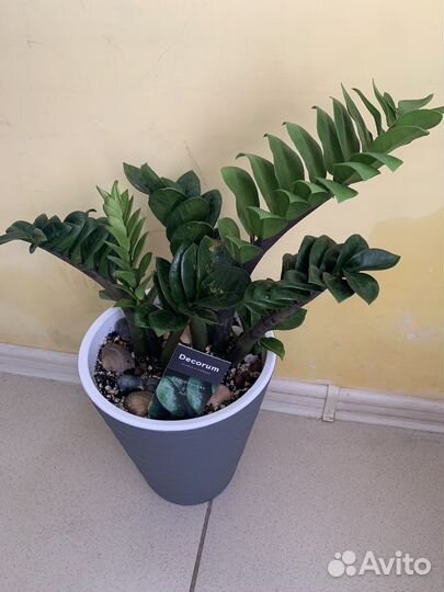 Разные комнатные растения