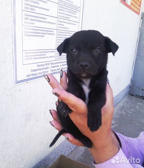 Щенок девочка в добрые руки