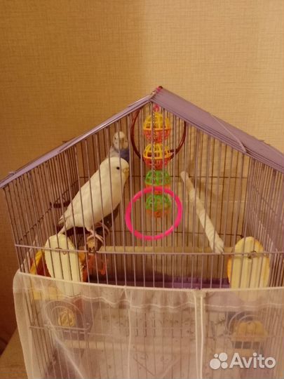 Волнистые попугаи с клеткой