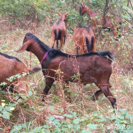 Англо нубийский козел