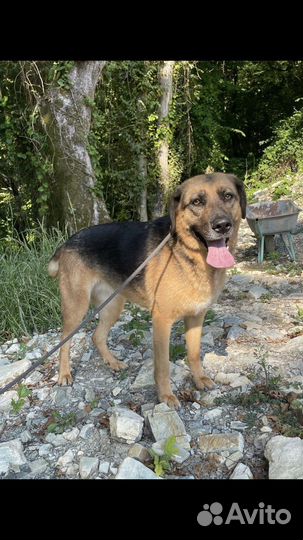 Рута ищет дом. собаки щенки Лазаревское