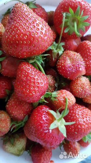 Клубника кустики