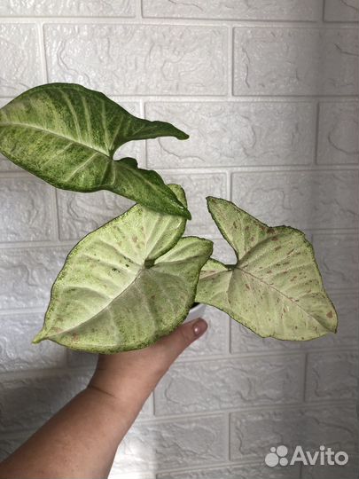 Сингониум конфетти