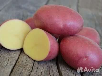 Семенной картофель на возобновление за кг