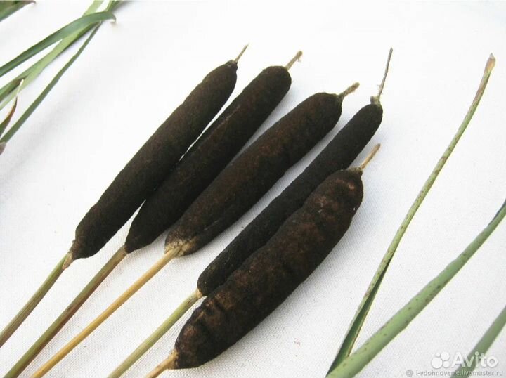 Камыш сетария ковыль сухоцветы флористика