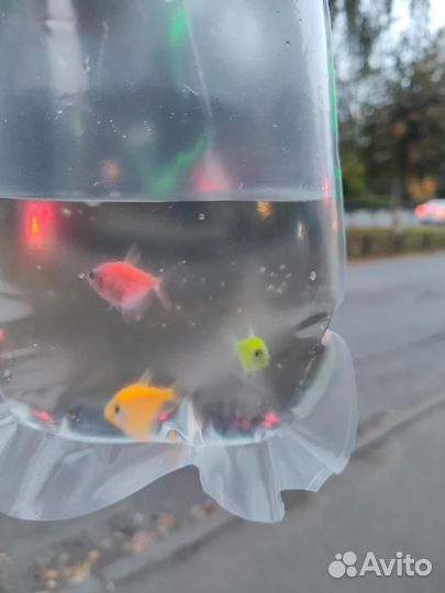 Аквариум с рыбками