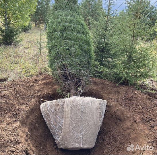 Ель обыкновенная