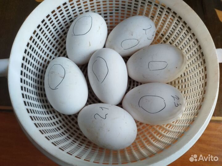 Яйцо гусиное