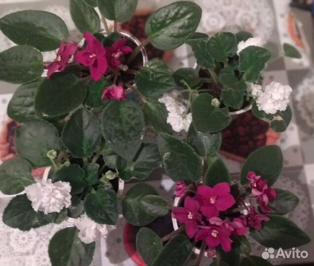 Фиалки продажа