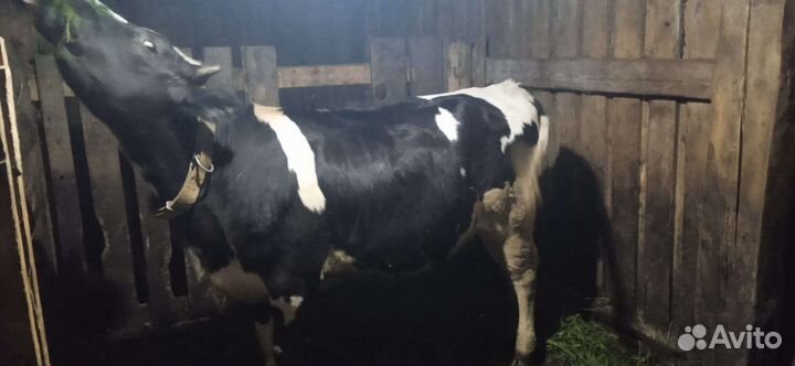 Тёлка 11 месяцев