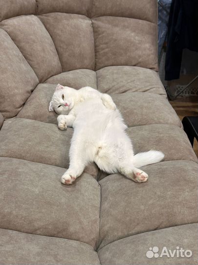 Кот в добрые руки