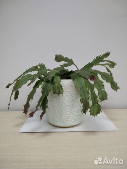 Декабрист (зигокактус)