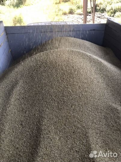 Пшеница Овес Ячмень