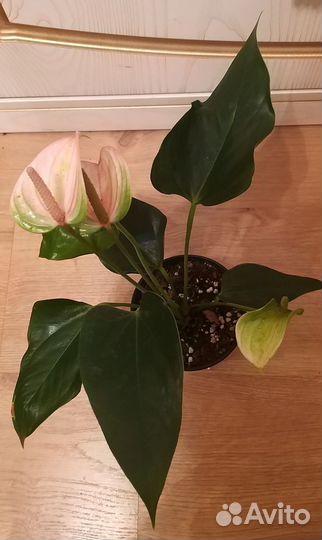 Антуриум Фэнтези Лав 