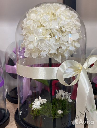 Стабилизированная гортензия