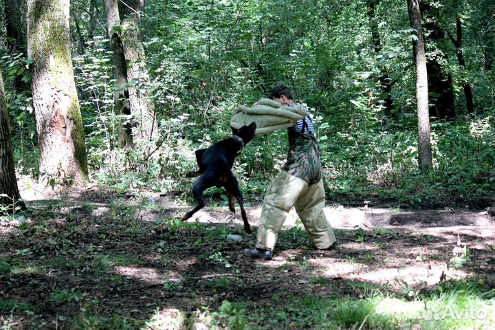 Дрессировка собак