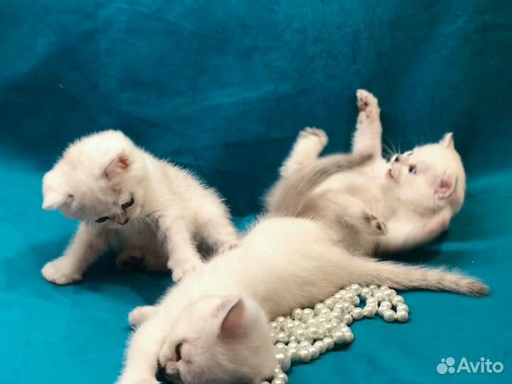 Британские котята