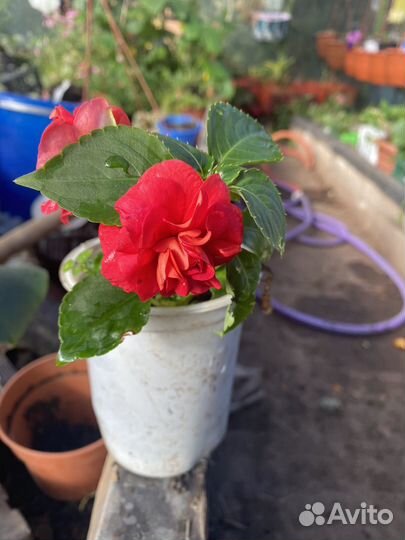 Комнатные растения цветы