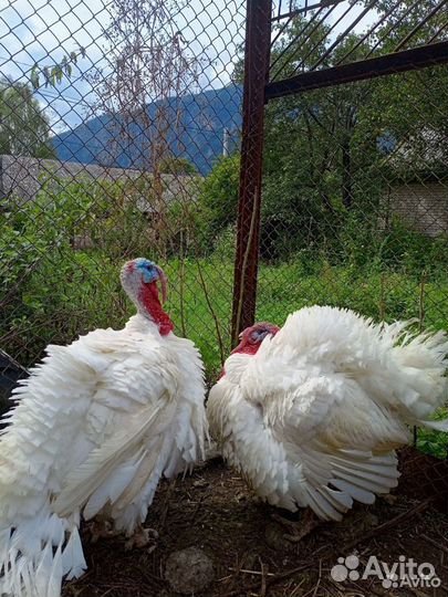 Индюки домашние