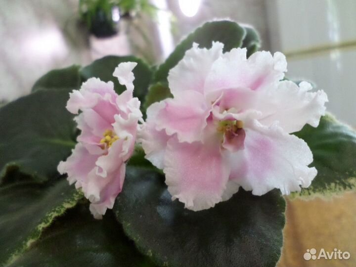 Фиалка Розовая принцесса