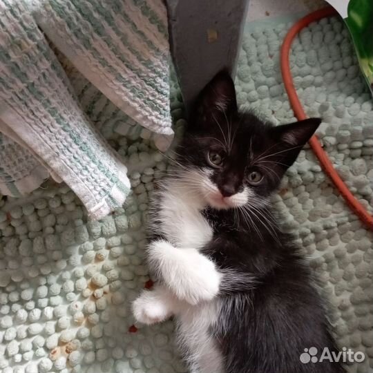 Кошки в добрые руки бесплатно
