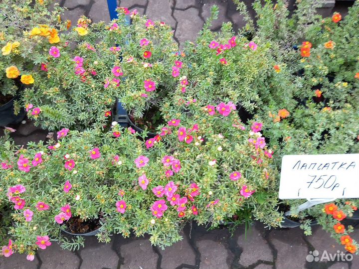 Лапчатка кустарниковая