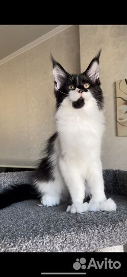 Котята мейн-кун полидакт