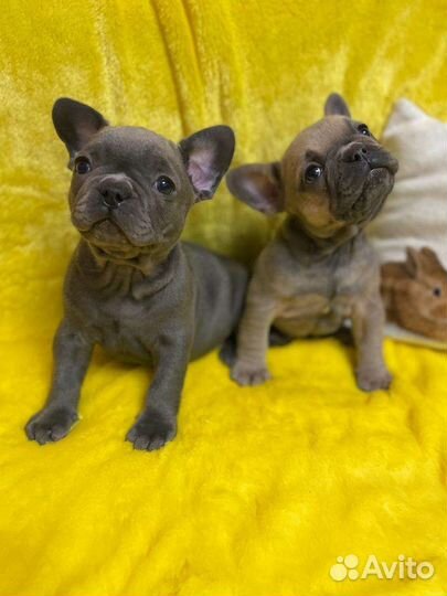 Французский бульдог щенки голубой, лиловый