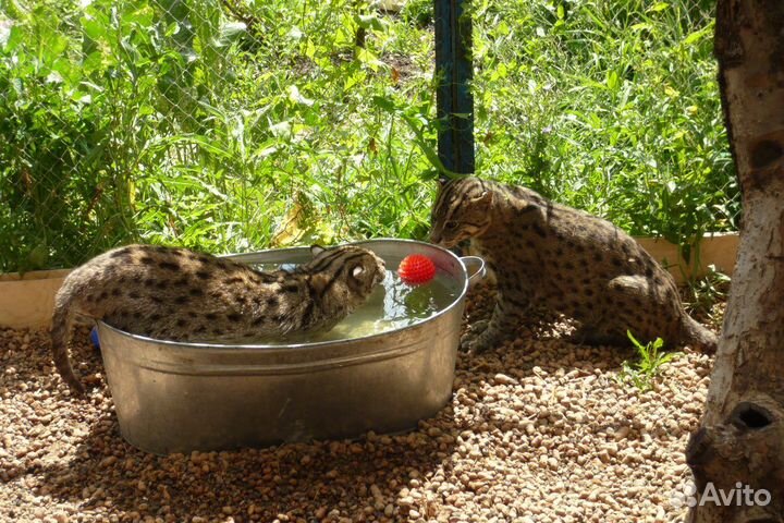 Виверровая кошка. котята родились 2 июля