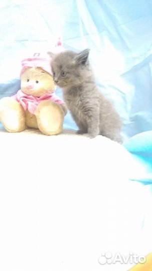 Застенчивый котенок девочка