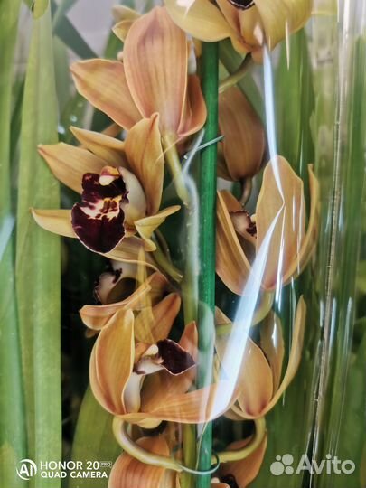 Цимбидиум ароматные 14 горшок